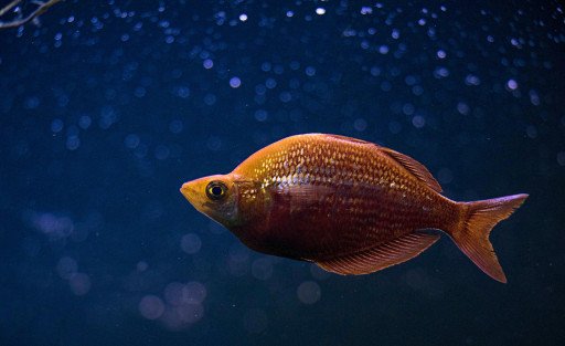 The Ultimate Guide to Mastering Tropical Fish Drawing Techniques